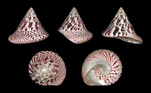 Trochus Shell Bangle - View 6